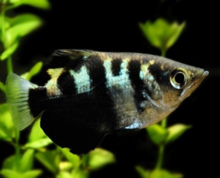 Arqueiro fish